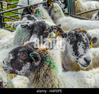 Corby Glen Schafe Fair, Grantham, Lincolnshire - Schafe in einem Stift warten verkauft werden Stockfoto