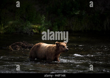 Brauner Bär zu Fuß über den Fluss Stream Brooks River, Katmai Nationalpark, Alaska Stockfoto