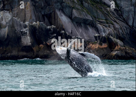 Verletzung, Kenai Fjorde, Seward, Alaska Buckelwal Stockfoto