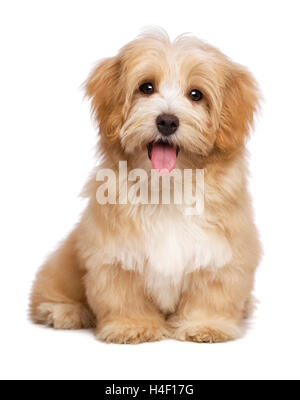 Schöne glückliche rötliche Havaneser Welpe Hund sitzt frontal Stockfoto