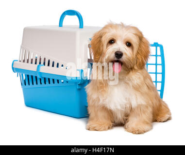 Niedliche glücklich Havaneser Welpe Hund sitzt vor einem Haustier Kiste Stockfoto