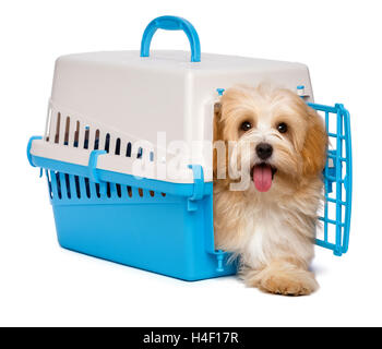 Niedliche glücklich Havaneser Welpe Hund ist Schritt heraus aus einem Haustier Kiste Stockfoto