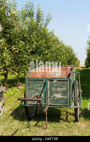 Alte Karre, die Äpfel in einem Obstgarten pflücken Stockfoto