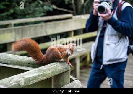 Man fotografiert das Eurasische Eichhörnchen (Sciurus Vulgaris) an den britischen Wildlife Centre, England, Großbritannien, UK Stockfoto