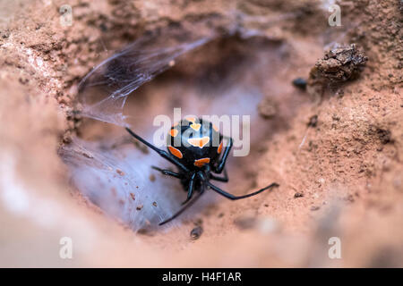 Die Europäische Schwarze Witwe (Latrodectus Tredecimguttatus) mit Web, Capocaccia, Sardinien, Italien Stockfoto