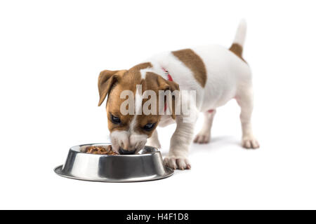 Jack Russel Welpe isoliert auf weiss Stockfoto