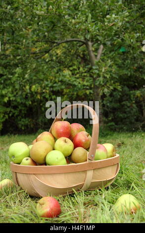 Frisch geerntete Äpfel (Malus Domestica) in einem Trug durch einen Apfelbaum im Obstgarten "English Heritage" an einem schönen Herbsttag Stockfoto