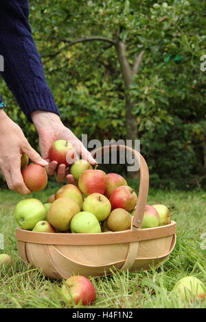 Frisch geerntete Erbe Äpfel (Ribston Pippin, Margil, Egremont Russet) sind in einer Trug in einem englischen Obstgarten versammelt. Stockfoto