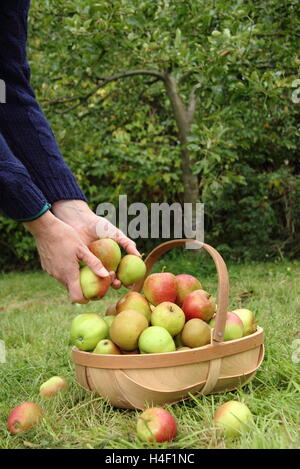 Frau ernten eine Vielzahl von Erbe Äpfel (ribston Pippin, margil, egremont rotbraun) in einem trug in einem englischen Orchard Stockfoto