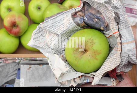 Frische, makellose Bramley-Äpfel (Malus Domestica Bramley Keimling) sind einzeln verpackt in Zeitung bereit für die Lagerung Stockfoto