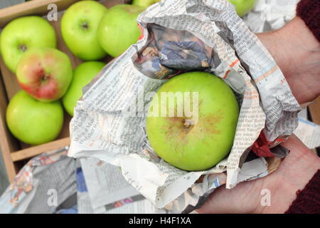 Frische, makellose Bramley-Äpfel (Malus Domestica Bramley Keimling) sind einzeln verpackt in Zeitung bereit für die Lagerung Stockfoto