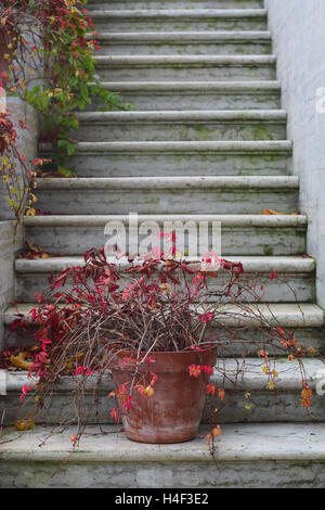 Roter Herbst Efeu an Steintreppen eines Herrenhauses Stockfoto