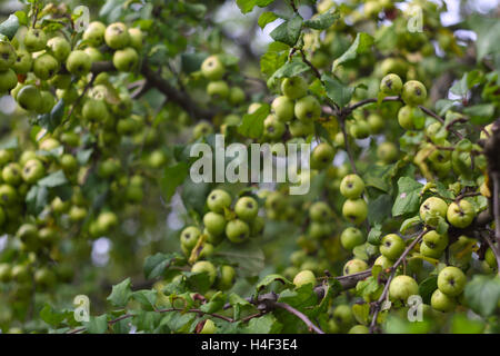 Viele kleine grüne Äpfel auf dem Baum im Garten Stockfoto