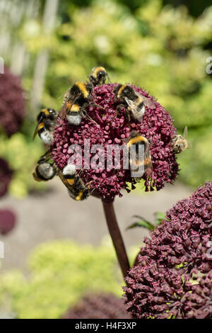 Angelica Gigas Blume im Garten mit viel der Bienen Stockfoto