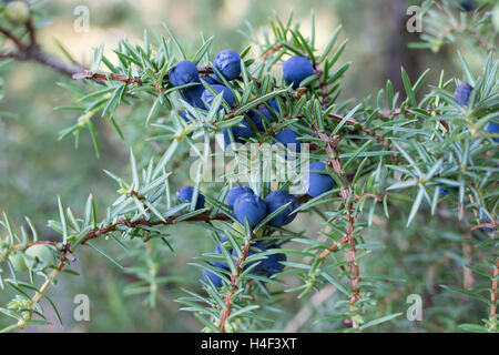 Zweig der Gemeine Wacholder mit Blaubeeren Stockfoto