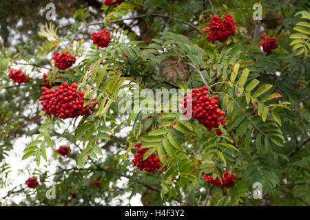 Europäische Rowan, Sorbus Aucuparia, mit roten Früchten Stockfoto