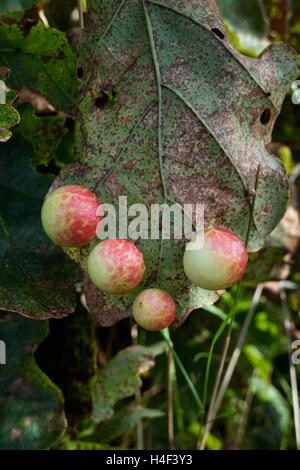 Oak Apple Gall auf einem Blatt Stockfoto