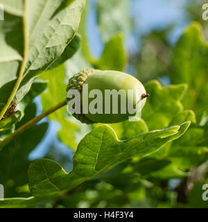 Frische junge Eichel auf einem Baum Stockfoto