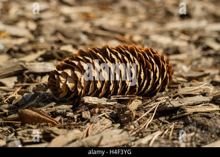 Gefallenen einzelner Nadelbaum Kegel im Holz Stockfoto