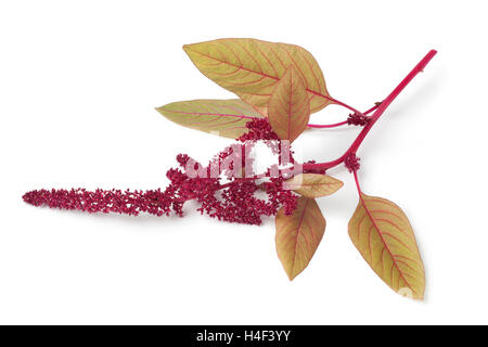 Zweig mit Amaranth Blumen auf weißem Hintergrund Stockfoto