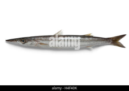 Einzelne Barracuda Fisch auf weißem Hintergrund Stockfoto