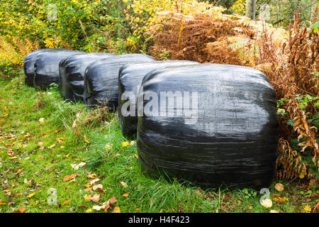 Reihe von Silageballen, verpackt in schwarzem Kunststoff. Stockfoto