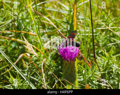 Sechs-Spot Burnet Motten im Sommer auf der South Downs, East Sussex, England Stockfoto