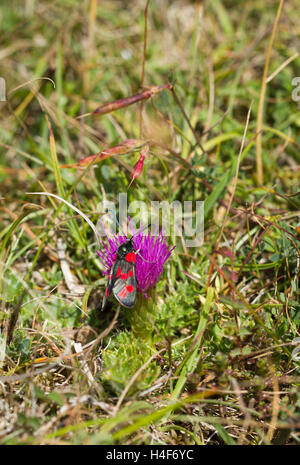 Sechs-Spot Burnet Motten im Sommer auf der South Downs, East Sussex, England Stockfoto