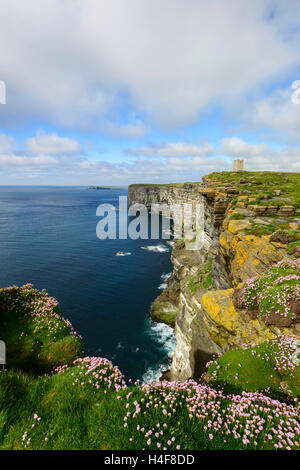 Marwick Head (RSPB) Seevogel-Kolonie und Kitchener Memorial, Orkney Festland, Schottland. Stockfoto