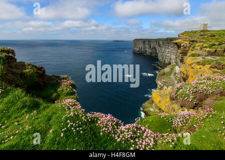 Marwick Head (RSPB) Seevogel-Kolonie und Kitchener Memorial, Orkney Festland, Schottland. Stockfoto