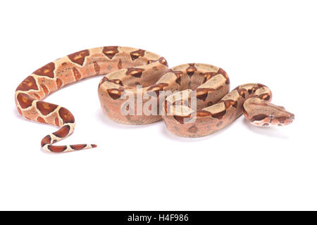 Nördlichen Boa, Boa Constrictor imperator Stockfoto