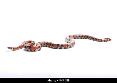 Rote Milch Schlange, Lampropeltis Triangulum Syspila, USA, Stockfoto