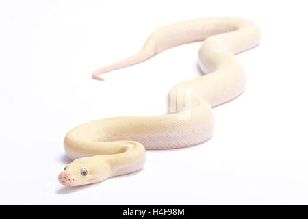 Burmesischen Python Python Bivittatus, "Elfenbein" Stockfoto