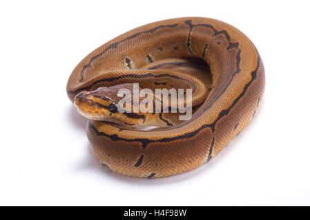 Königspython, Python Regius, Nadelstreifen Stockfoto