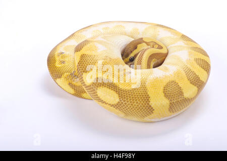 Königspython, Python Regius, Stockfoto