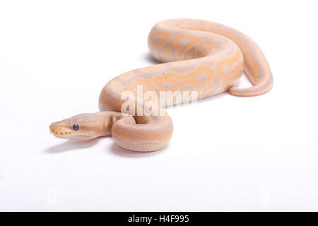 Königspython, Python Regius, Pastell Stockfoto