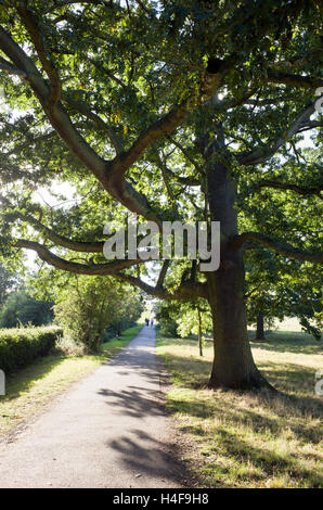 Baum und Weg bis an die Spitze des Parliament Hill auf Hampstead Heath, London, England, UK Stockfoto