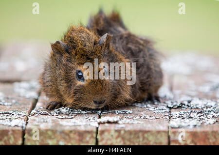 Niedliche Hamster sitzen auf Flechten bedeckt Bank Stockfoto