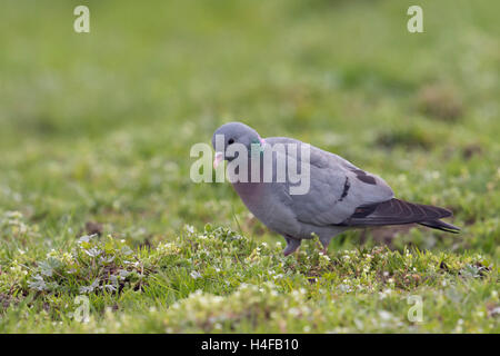 Hohltaube / Hohltaube (Columba Oenas) auf der Suche nach Nahrung, auf Grünland, Weide, seltene Arten, Ganzkörper, Seitenansicht. Stockfoto