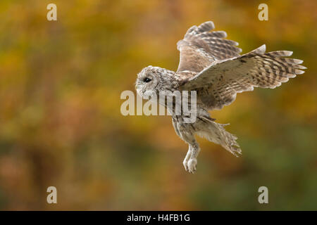 Tawny Owl / Waldkauz ( Strix aluco ) im Flug, fliegt vor einem herbstlich farbigen Hintergrund, Seitenansicht, Nahaufnahme, Europa. Stockfoto