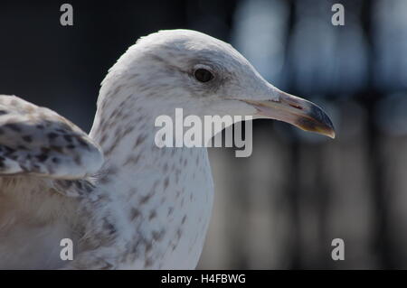 Nahaufnahme von Baby Möwe / Hering-Möve mit weichen Hintergrund. Stockfoto