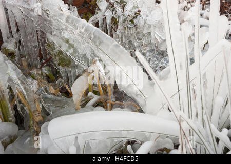 Natureis Skulptur abstrakte Formen der Pflanzen in Eis eingefroren Stockfoto