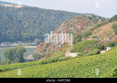 St. Goarshausen, Deutschland - 15. September 2016 - Weinberge mit Loreley-Felsen im deutschen Rheintal im Hintergrund im Herbst Stockfoto