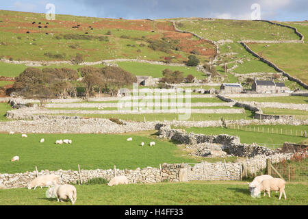 Trockenmauern Wand Feld Holzschuhen, Snowdonia National Park, Nord-Wales, UK Stockfoto