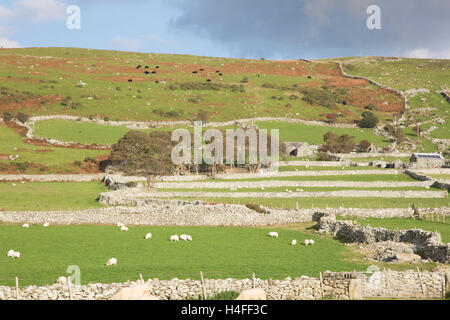 Trockenmauern Wand Feld Holzschuhen, Snowdonia National Park, Nord-Wales, UK Stockfoto