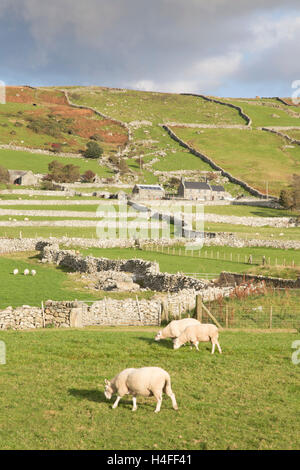 Trockenmauern Wand Feld Holzschuhen, Snowdonia National Park, Nord-Wales, UK Stockfoto