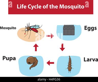 Lebenszyklus der Mücke in flachen Farbstil, Vektor Stock Vektor