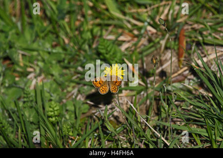 Wand braun Schmetterling lateinischen Namen Lasiommata Megera Fütterung auf eine gelbe Blume in Italien von Ruth Schwan Stockfoto