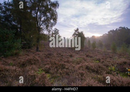 Blackheath in Surrey, Großbritannien Stockfoto