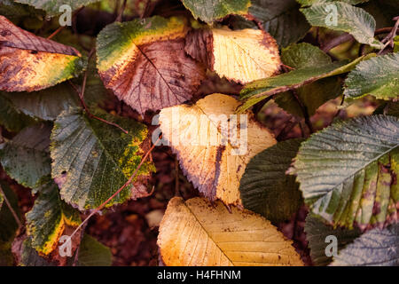 Blätter im Herbst Stockfoto